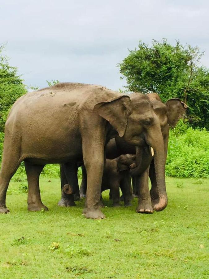 Nature Lovers Safari Cottage Udawalawe Bagian luar foto