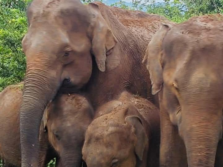Nature Lovers Safari & Villa Udawalawe Bagian luar foto