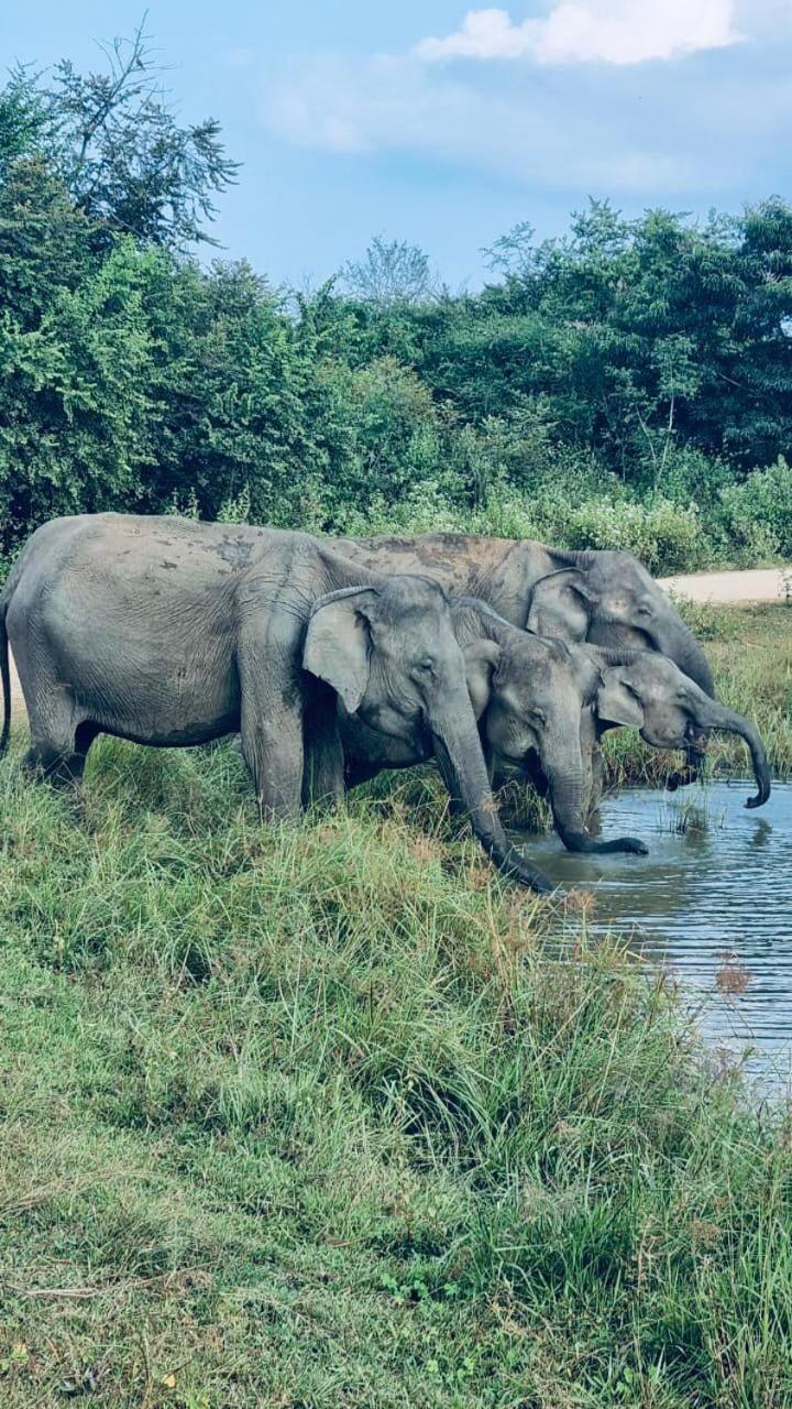 Nature Lovers Safari & Villa Udawalawe Bagian luar foto