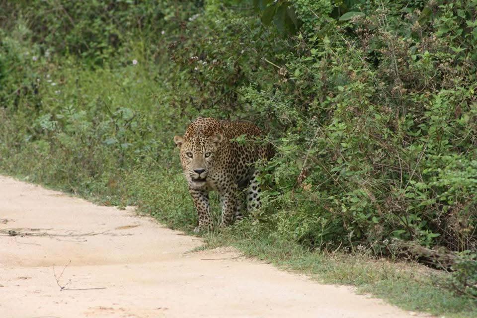 Nature Lovers Safari & Villa Udawalawe Bagian luar foto