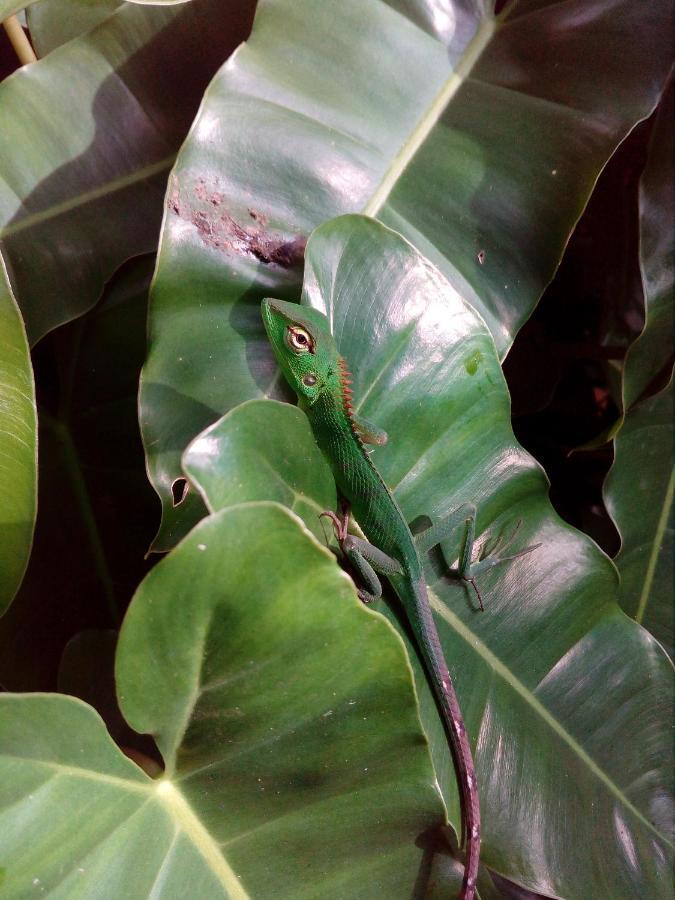 Nature Lovers Safari Cottage Udawalawe Bagian luar foto