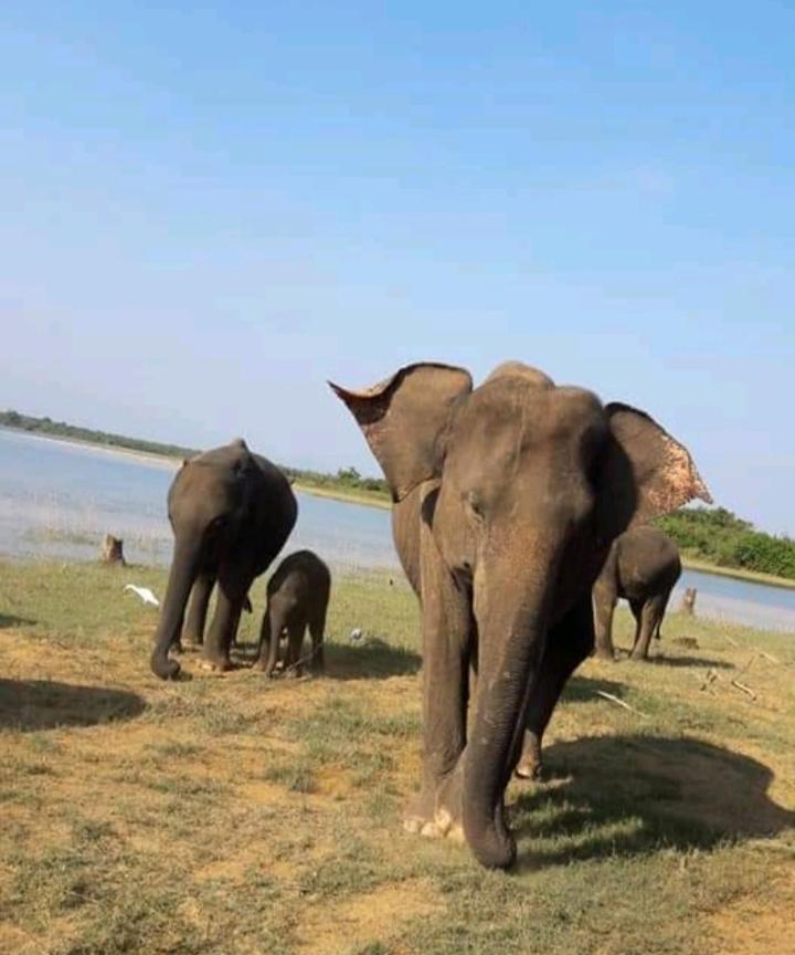 Nature Lovers Safari Cottage Udawalawe Bagian luar foto